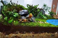 揭秘黄缘闭壳龟：陆地还是水中生活？