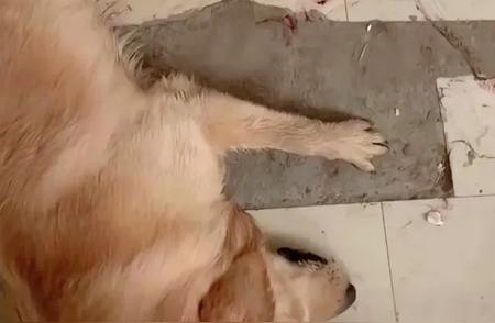 杭州宠物乐园发生惨案，金毛狗狗被活活渴死