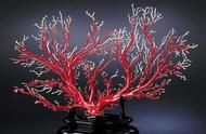 珊瑚：归属植物还是动物？探寻生物的奇妙世界