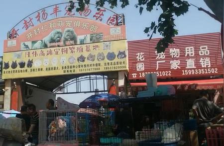 开封市宠物市场：宠物爱好者的天堂