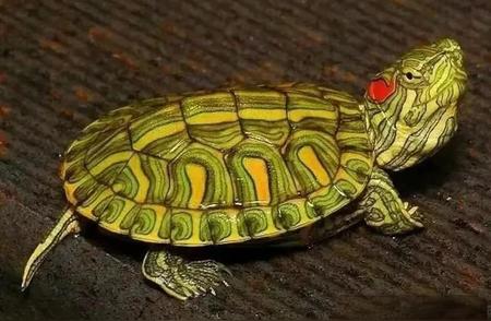 揭秘草龟巴西龟捡漏技巧，让你轻松获得心头好！