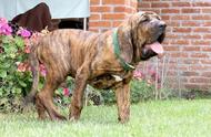 巴西獒犬：世界上最凶猛的犬种，展现彪悍霸气