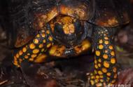 探索宠物龟的世界：各类超美图片大赏