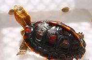 黄缘闭壳龟的独特装饰，让你的养龟环境升级
