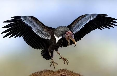 阿根廷巨鹰：翼展7米的空中霸主，为何走向灭绝？