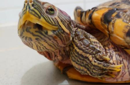 巴西龟的生命力之谜：超越我们的想象
