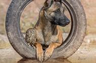 揭秘狗与猫头鹰之间的神秘友谊
