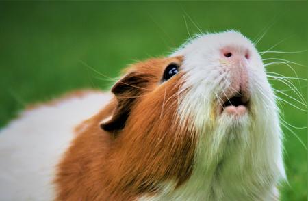 了解豚鼠呼吸道刺激的原因与应对方法