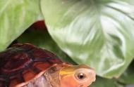 国龟之宝：黄缘闭壳龟的独特魅力