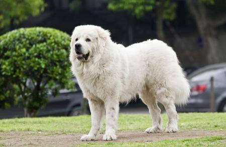 大白熊犬：守护家庭的忠诚伙伴