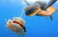 揭秘海龟吃水母时的奇特体验