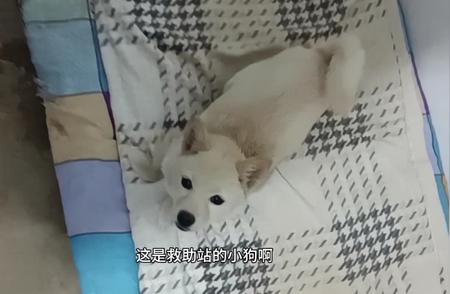 探访北京纯公益小动物救助站，为流浪小狗带去温暖