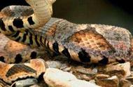 揭秘黑质白章异蛇：五步蛇与银环蛇的不同