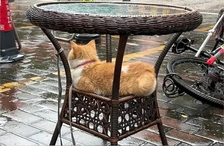 广东的猫为什么那么讨厌下雨？解读猫星人的避雨行为