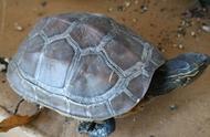 揭秘乌龟冬眠死亡之谜：如何科学判断乌龟生死？