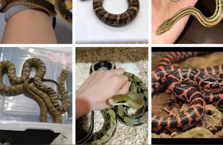 初学者的蛇宠选择：最适合养哪些蛇种？