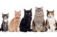 揭秘全球猫的种类：你知道有多少吗？