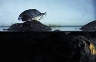 轻松掌握：草龟养殖的秘诀