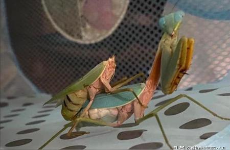 揭秘奇异生物世界：螳螂失去上半身后的生命奇迹