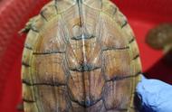 广州海关查获濒危动物黄喉拟水龟，数量惊人！