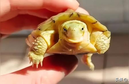 黄喉拟水龟皖南种的独特魅力