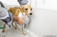 狗狗洗澡：家里洗还是宠物店洗？宠物医生为你解答