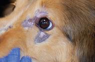 狗狗脸上长疮的真相：从皮肤病到肌肉萎缩，其实是皮肌炎