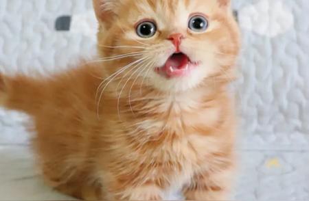 探索十种迷人小猫咪品种，你最喜欢哪一种？