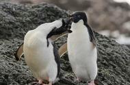 揭秘：阿德利企鹅隐居2800年的神秘之旅