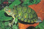 探索巴西龟的奇妙世界：常见观赏龟的奥秘