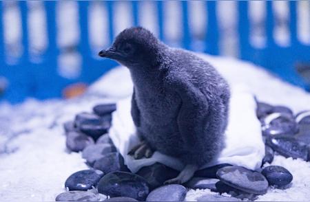 上海海昌海洋公园迎新企鹅宝宝，阿德利企鹅首次亮相