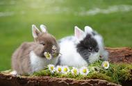 探索兔子的魅力：可爱的宠物与令人惊叹的生物
