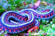 探索宠物蛇的世界：美丽与神秘并存
