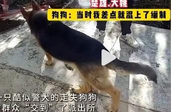 天选警犬之路：走失狗狗意外加入警队培训之旅