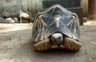 揭秘缅甸巨型星龟：重达17.45公斤，刷新世界纪录！