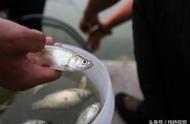 青岛河钓：金鲫鱼与翘嘴鱼的魅力