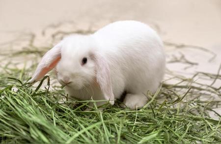 家养垂耳兔：一段温馨的小生命故事