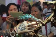 中国宠博会：探索蜥蜴宠物的魅力