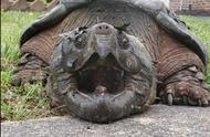 乌龟的寿命之谜：千年王八，万年龟是否真实？