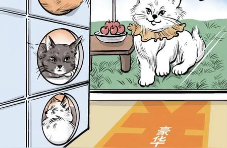 春节寄养猫咪：天价寄养费引人热议