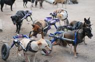 残疾狗狗的温馨家园：每狗配备轮椅，爱心满满的故事