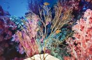 揭秘珊瑚的神秘面纱：你真的相信珊瑚是动物吗？