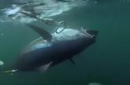 深海巨兽黑鲔鱼：捕捉背后的故事与挑战
