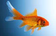 草金金鱼：常见金鱼品种解析