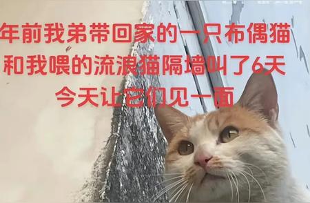 揭秘布偶猫在猫界的真实颜值