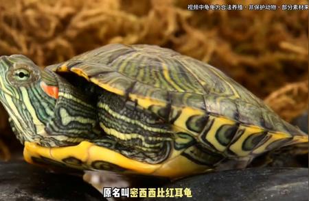 巴西龟与草龟：哪种更亲近人类？