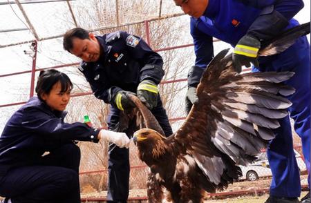 震撼！拜城公安成功救助国家一级保护动物金雕