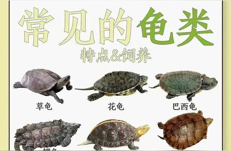 乌龟图谱：带你认识不同的乌龟种类