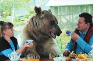 揭秘：熊为何成为俄国的象征？
