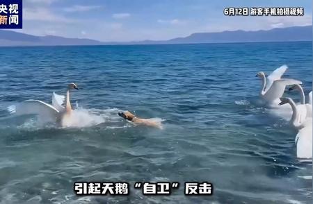 游客景区带犬惊扰赛里木湖天鹅，引发关注热议